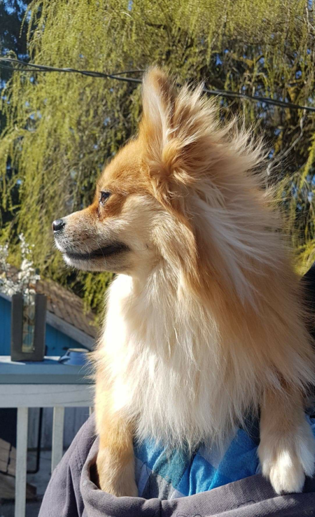 Entry image for Silas. Clicking this image will show a larger photo