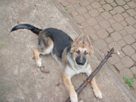 Entry image for Latte. Clicking this image will show a larger photo