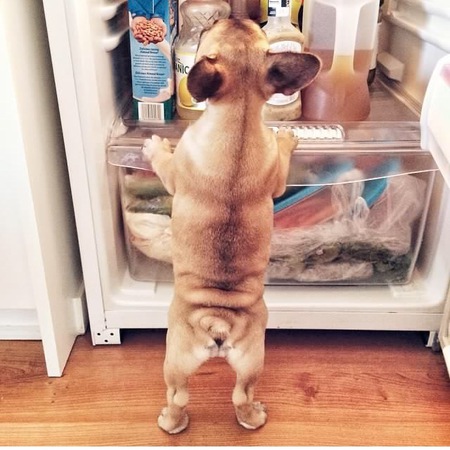 Entry image for Sadie. Clicking this image will show a larger photo