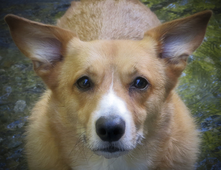 Entry image for Kellan. Clicking this image will show a larger photo