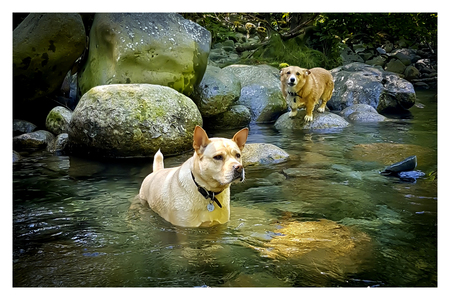 Entry image for Sadie. Clicking this image will show a larger photo