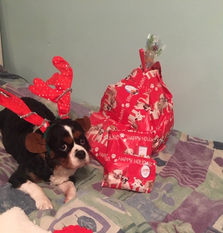 Entry image for Chloe. Clicking this image will show a larger photo