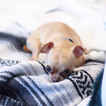 Entry image for Chico. Clicking this image will show a larger photo