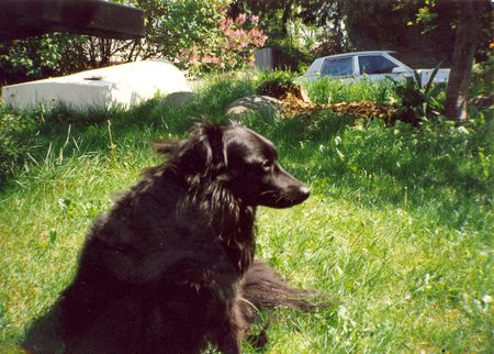 Entry image for Angus. Clicking this image will show a larger photo