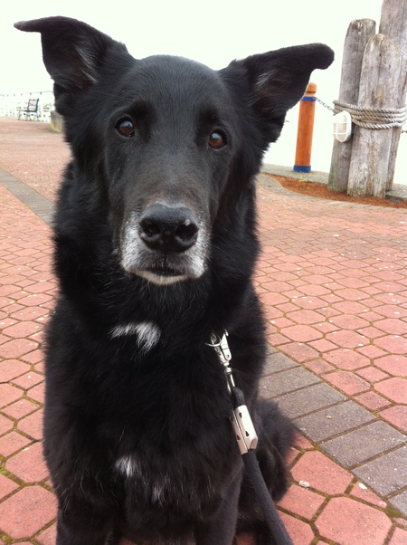 Entry image for Bear. Clicking this image will show a larger photo