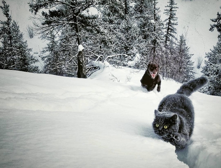 Entry image for Ellie. Clicking this image will show a larger photo