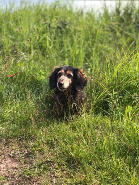 Entry image for Abby. Clicking this image will show a larger photo