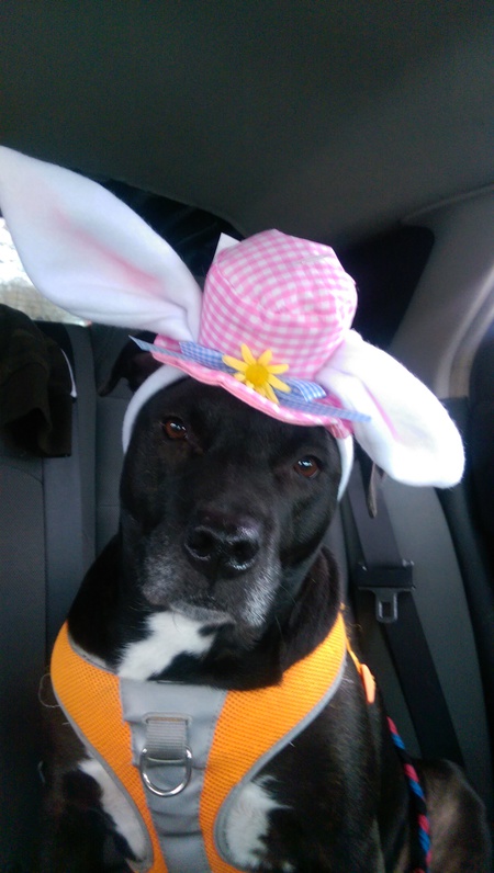 Entry image for Slippers. Clicking this image will show a larger photo