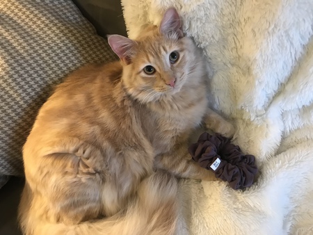 Entry image for Thor. Clicking this image will show a larger photo