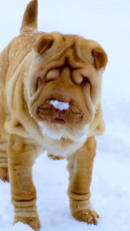 Entry image for Nikki . Clicking this image will show a larger photo