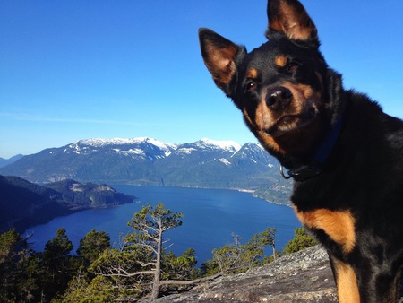 Entry image for Chewbacca aka Chewey. Clicking this image will show a larger photo