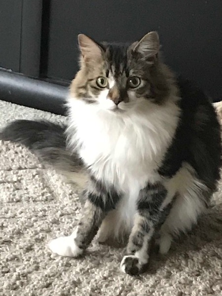 Entry image for Ava. Clicking this image will show a larger photo