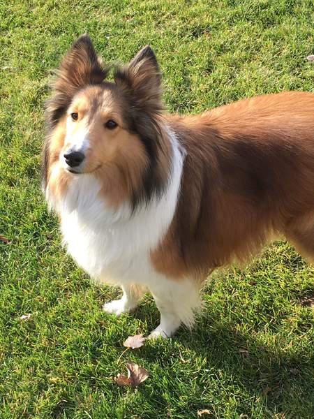 Entry image for Roxy. Clicking this image will show a larger photo