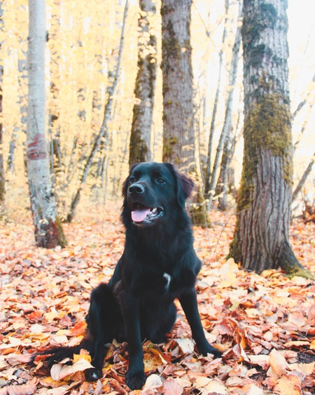 Entry image for Kado. Clicking this image will show a larger photo