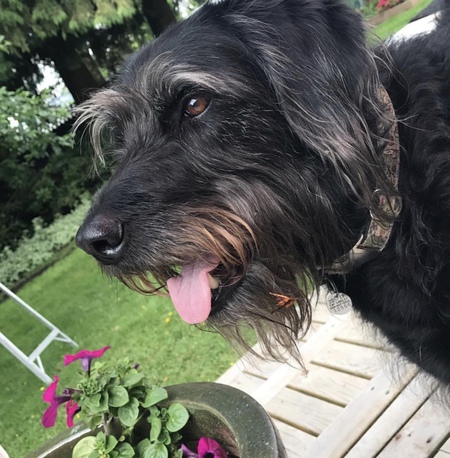 Entry image for Lucy. Clicking this image will show a larger photo