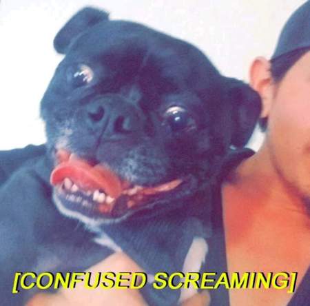 Entry image for Otis. Clicking this image will show a larger photo