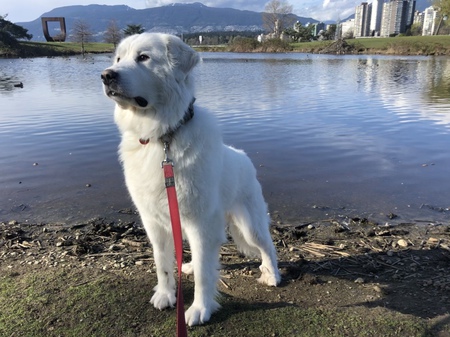 Entry image for Luna. Clicking this image will show a larger photo