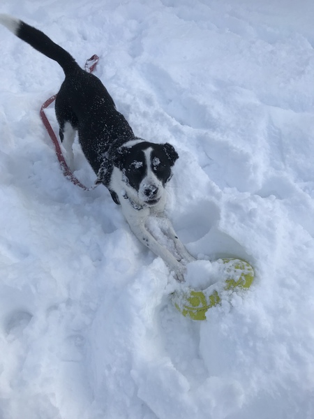 Entry image for Jethro. Clicking this image will show a larger photo