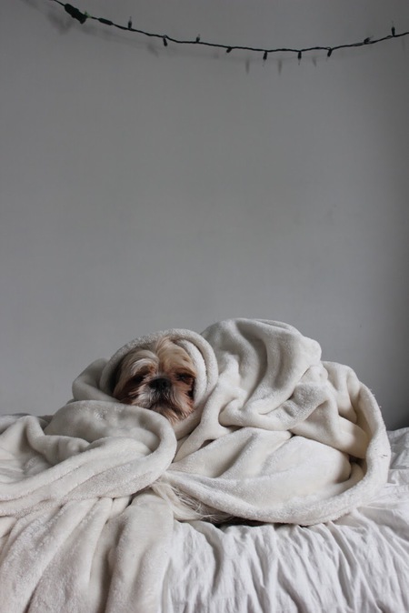 Entry image for JayJay. Clicking this image will show a larger photo