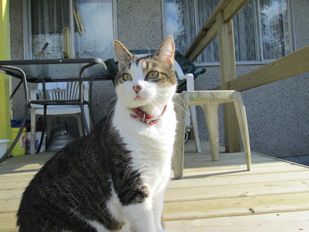 Entry image for Bonnie. Clicking this image will show a larger photo