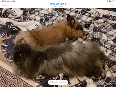 Entry image for Foxy and Dobby. Clicking this image will show a larger photo