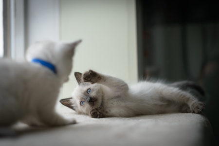 Entry image for Sputnik. Clicking this image will show a larger photo