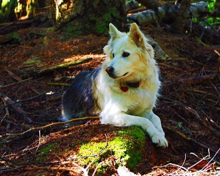 Entry image for Tucker. Clicking this image will show a larger photo