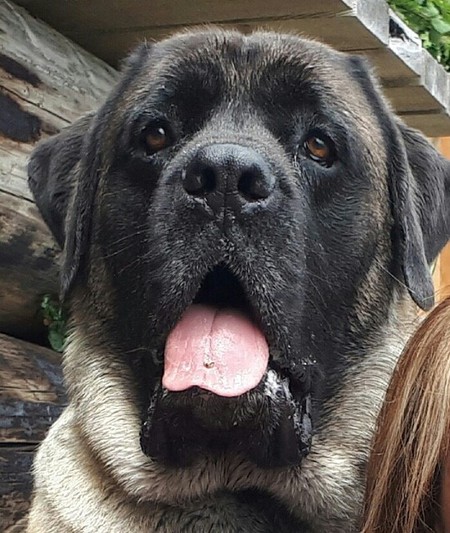 Entry image for Gracie. Clicking this image will show a larger photo