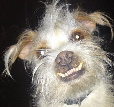 Entry image for Chewy. Clicking this image will show a larger photo