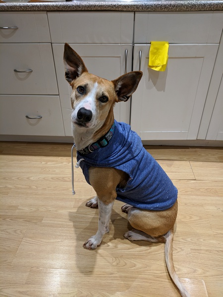 Entry image for Dahlia. Clicking this image will show a larger photo