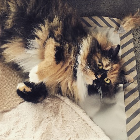 Entry image for Penny. Clicking this image will show a larger photo