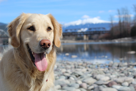 Entry image for Aria. Clicking this image will show a larger photo