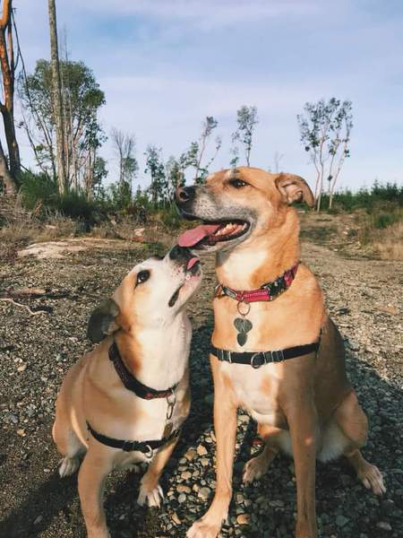 Entry image for Harley and Aspen. Clicking this image will show a larger photo