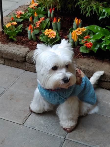 Entry image for Aila. Clicking this image will show a larger photo