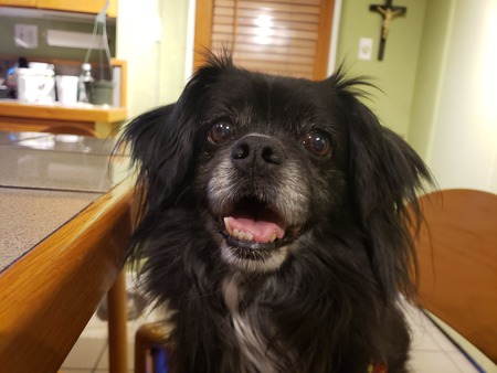 Entry image for Lucky . Clicking this image will show a larger photo