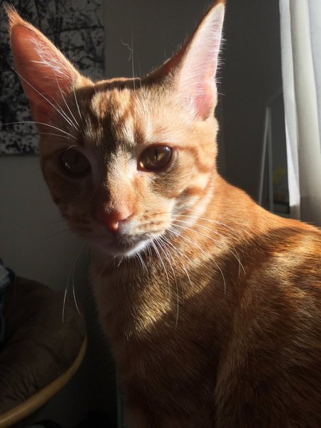 Entry image for Quincy. Clicking this image will show a larger photo