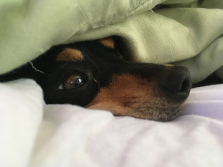 Entry image for Cali. Clicking this image will show a larger photo