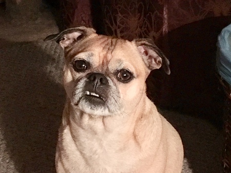 Entry image for Franky. Clicking this image will show a larger photo