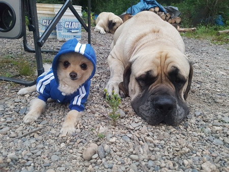 Entry image for Toby and Tiggs. Clicking this image will show a larger photo