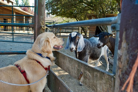 Entry image for Nya. Clicking this image will show a larger photo