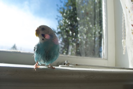 Entry image for Sky. Clicking this image will show a larger photo