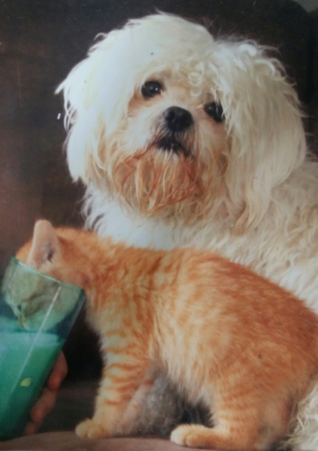 Entry image for Casper and piper. Clicking this image will show a larger photo