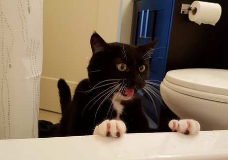 Entry image for Chairman Meow. Clicking this image will show a larger photo