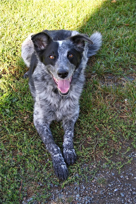 Entry image for Jack. Clicking this image will show a larger photo