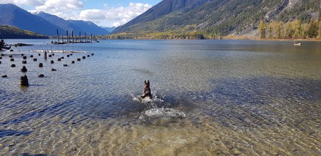 Entry image for Ripley. Clicking this image will show a larger photo