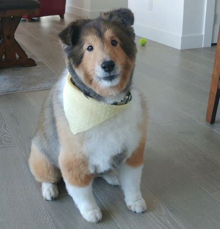 Entry image for Kona. Clicking this image will show a larger photo