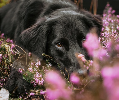 Entry image for Callie. Clicking this image will show a larger photo