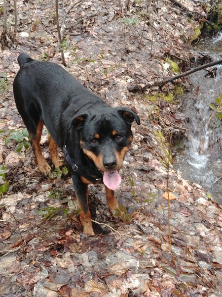 Entry image for Rocky. Clicking this image will show a larger photo