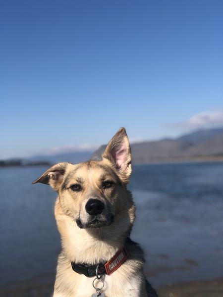 Entry image for Nova . Clicking this image will show a larger photo