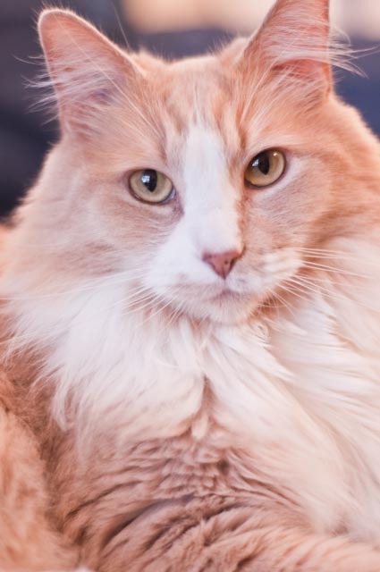 Entry image for Courtenay. Clicking this image will show a larger photo